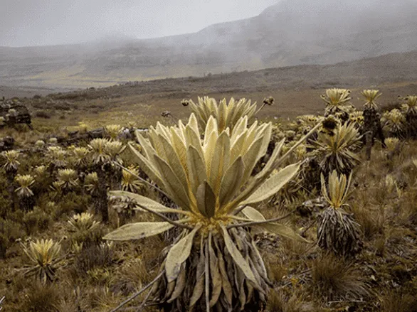Onde acampar na Colômbia, o que fazer, o que comer