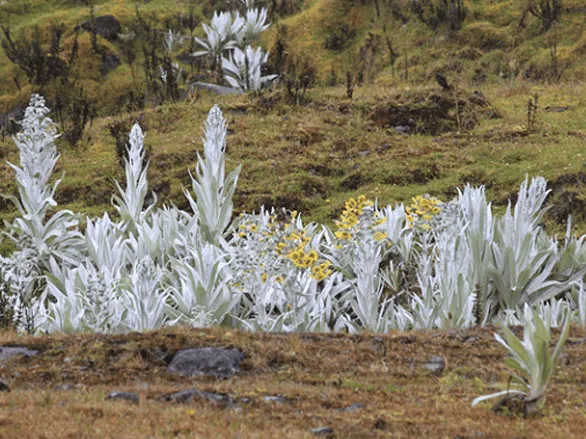 Onde acampar na Colômbia, o que fazer, o que comer
