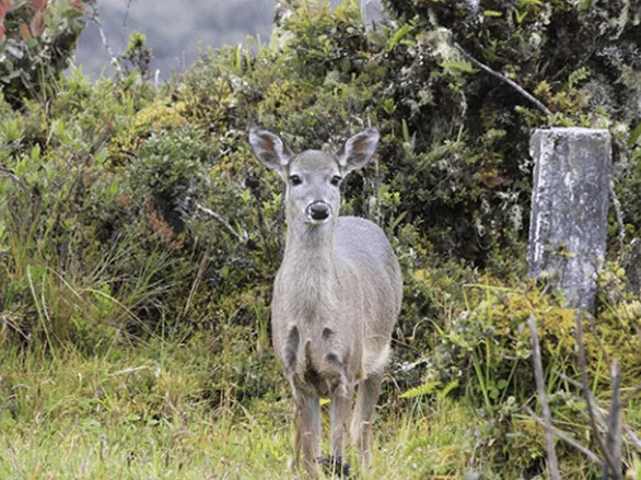 Onde acampar na Colômbia, o que fazer, o que comer